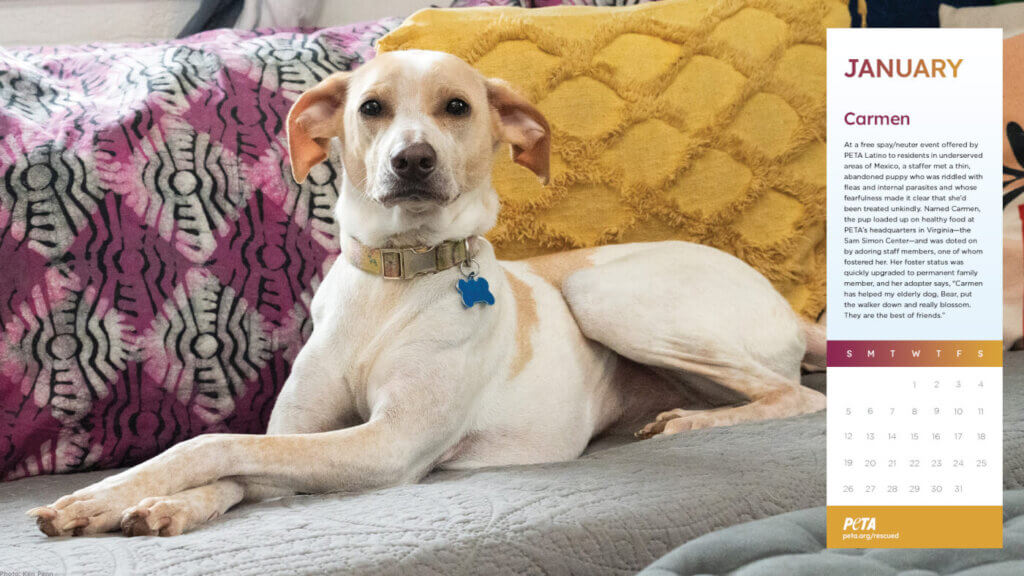 PETA Rescued Calendar 2025 Desktop - Carmen the pup