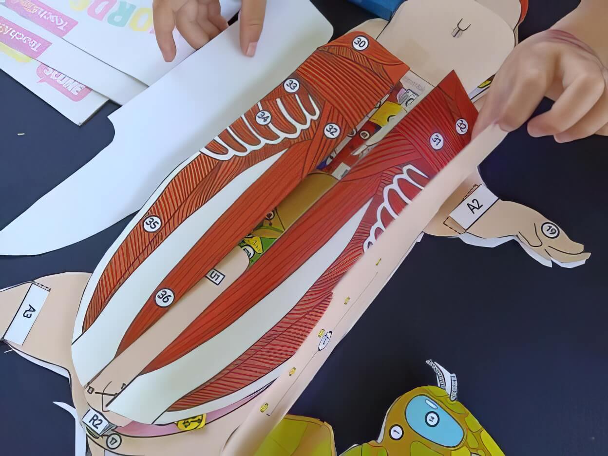 Dissection alternative of a papercraft pig