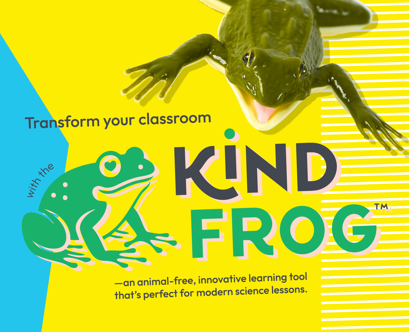 kind frog, a synthetic frog