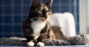 Florence the cat