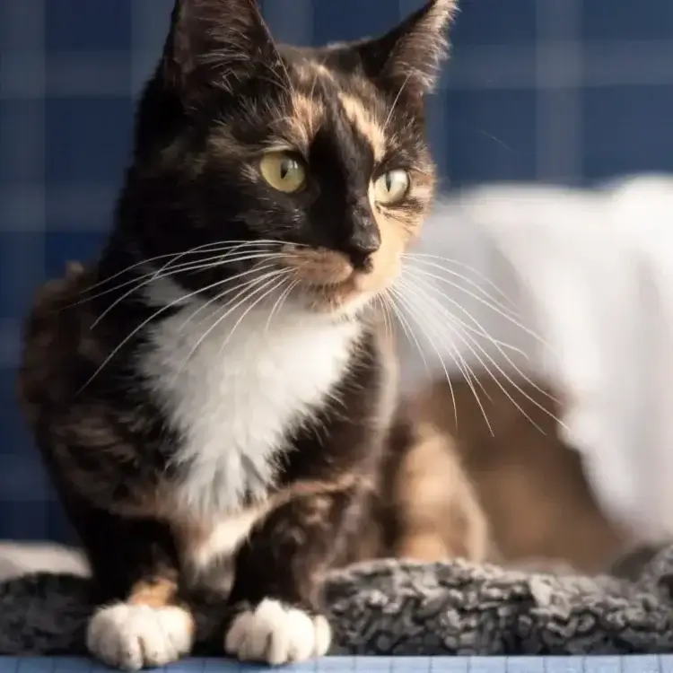 Florence the cat