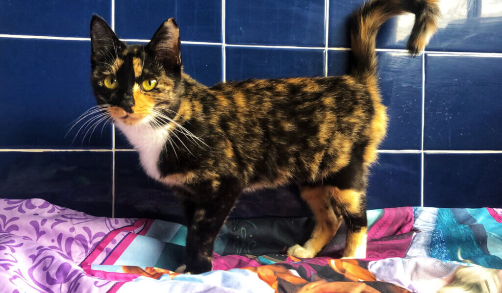 Florence the cat