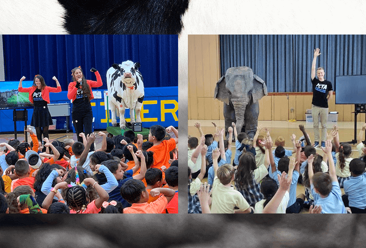Carly the Cow and Ellie the Elephant at schools teaching students empathy for animals and humans