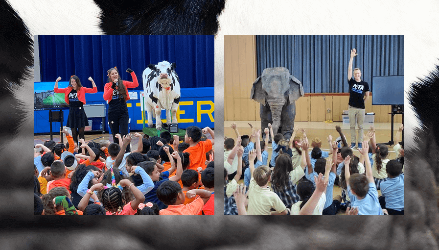 Carly the Cow and Ellie the Elephant at schools teaching students empathy for animals and humans