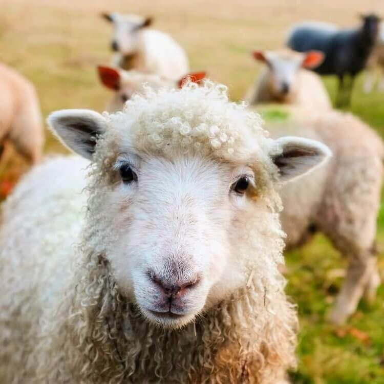 Sheep gather and look at camera in field