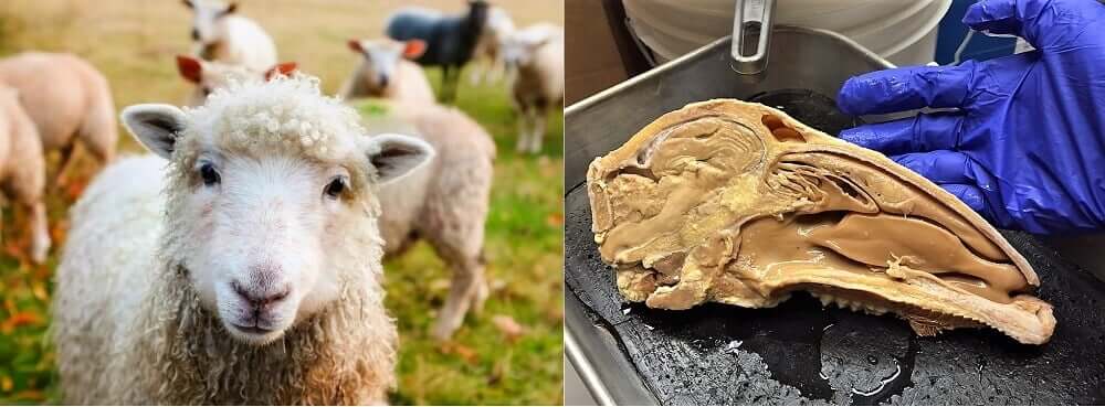 Living sheep and a head on a dissection table