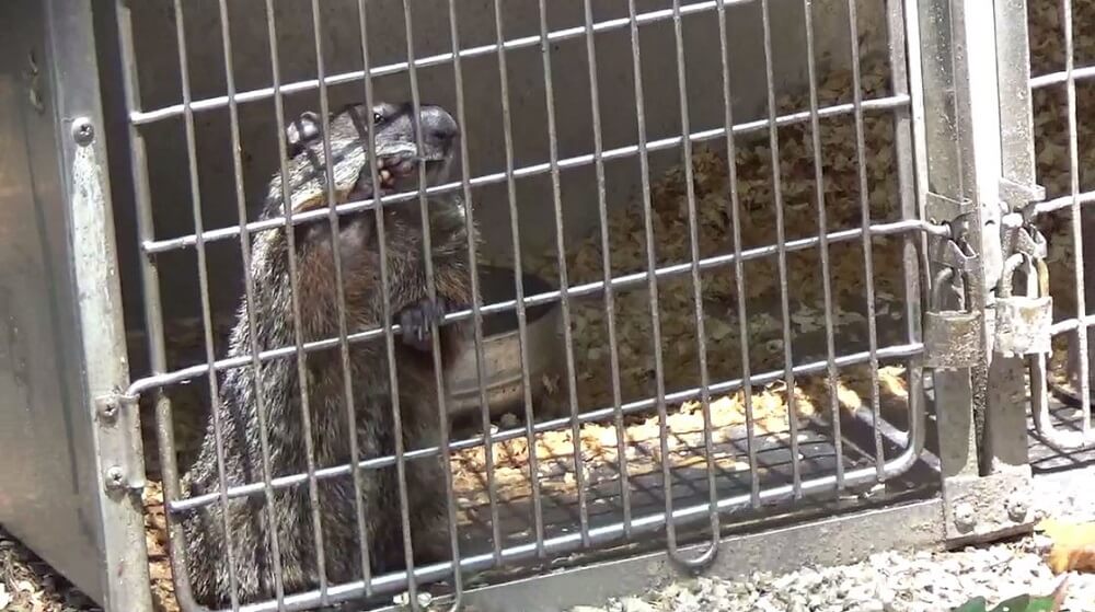 Groundhog paws at a metal cage door
