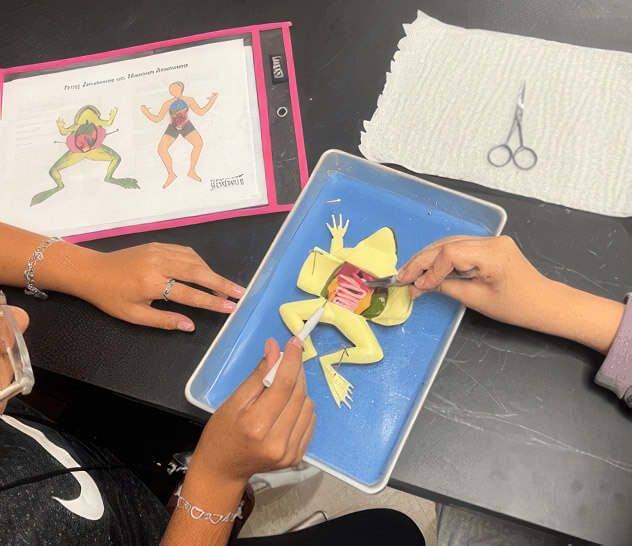 synthetic frog (Kind Frog) being dissected on a table