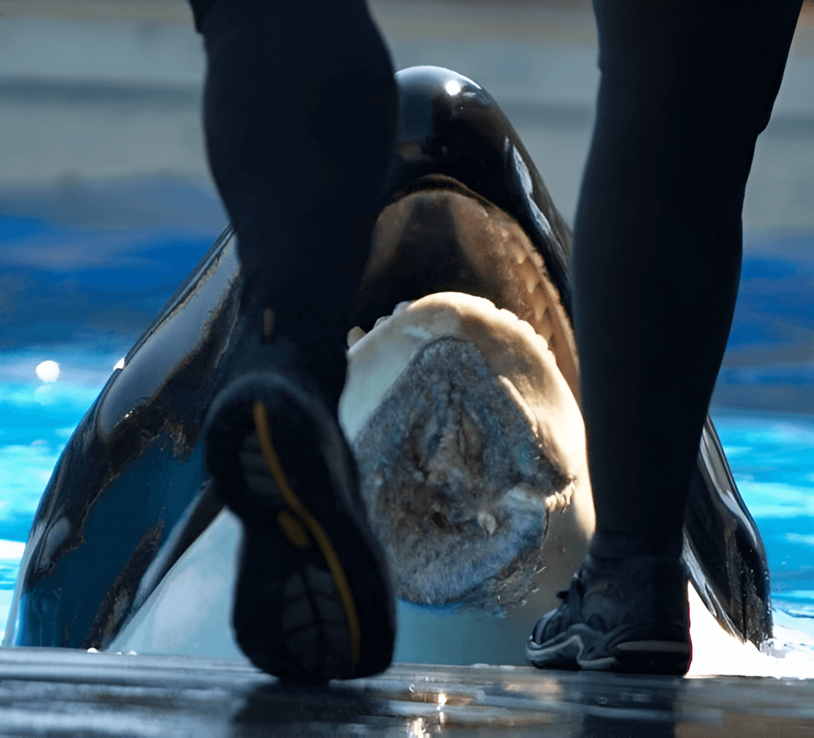 Nakai, the orca, looks up at a trainer at SeaWorld, showing a severe injury on his face received on a sharp metal tank edge while reportedly fleeing. Nakai was injured on a sharp metal edge in his tank while reportedly fleeing from an aggressive altercation with two other orcas.