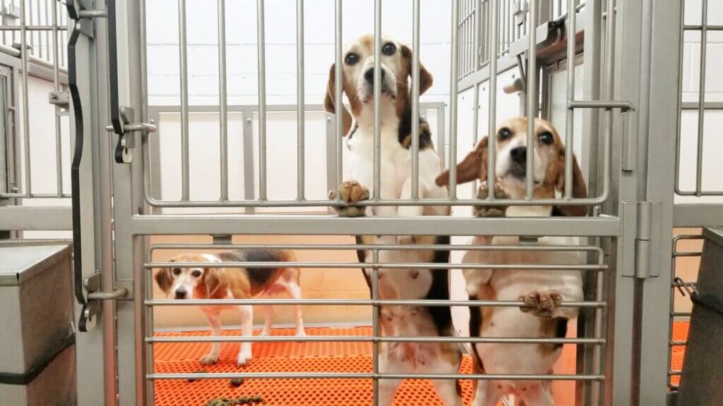 Beagle Dog PETA Investigation