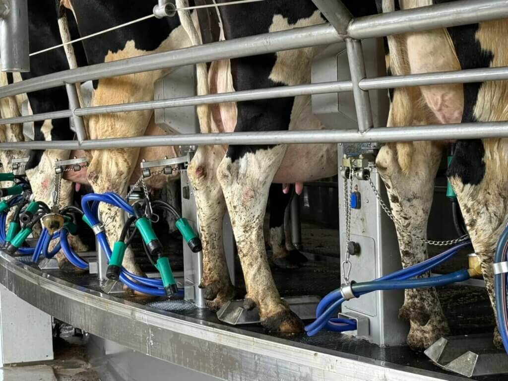 cows hooked up to milking machines