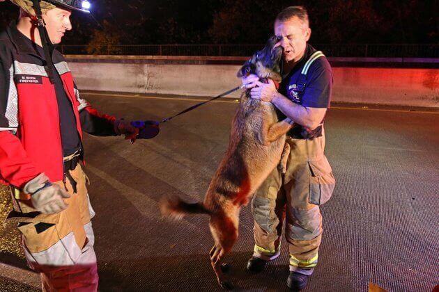 Just rescued from high flood waters, a dog name Duke jumps up to give one of his rescuers a kiss