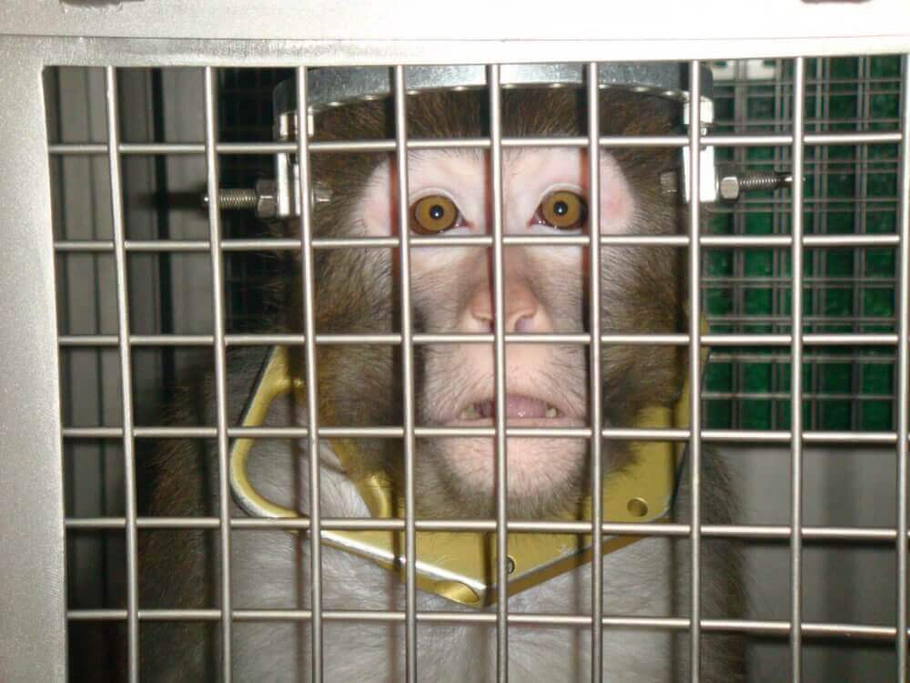 https://www.peta.org/wp-content/uploads/2024/07/NIH-infant-monkey.jpg