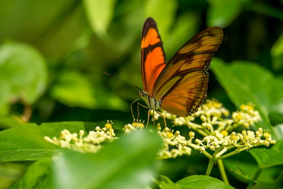 Butterfly resting on flowers