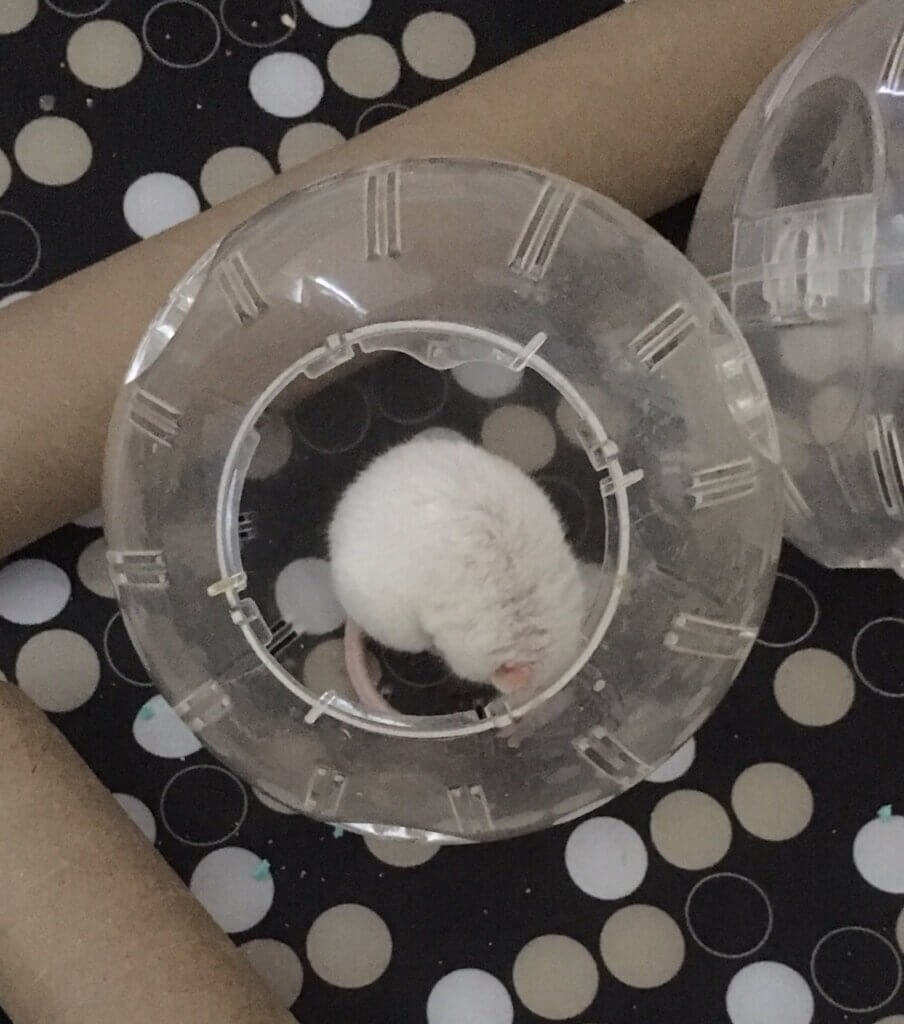 Gus, the hamster, fell asleep after playing in his hamster ball