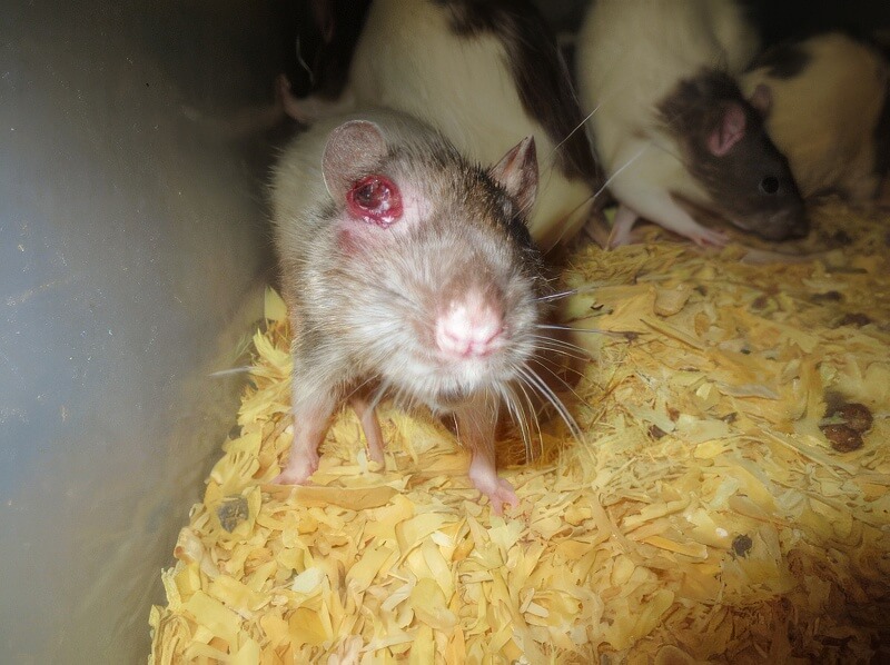 rat with injured eye
