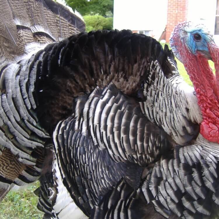 Jake the Turkey