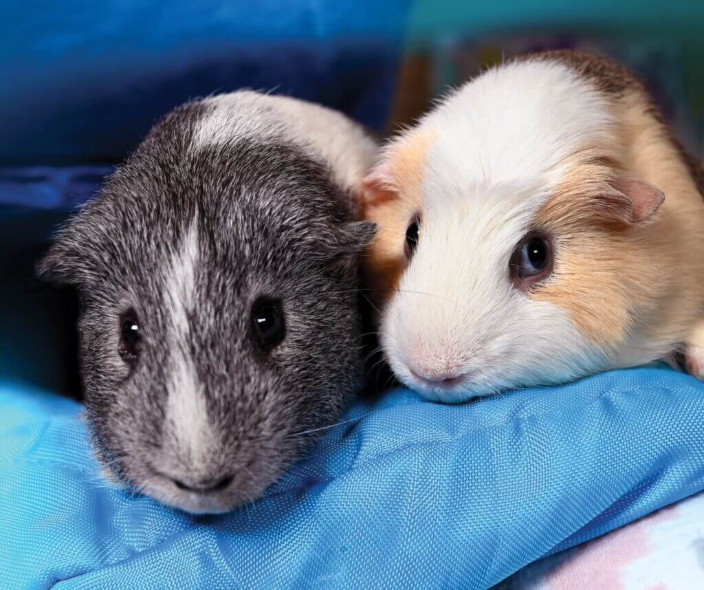 two scared guinea pigs sit on a blue mat