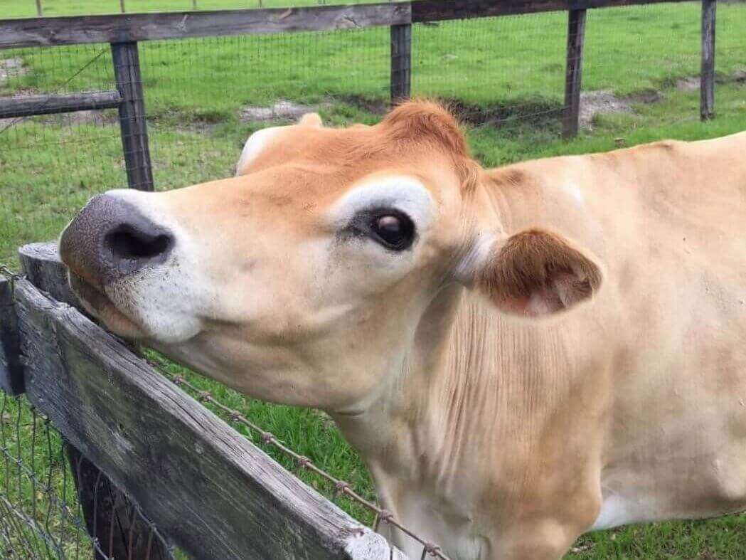 Beautiful and happy cow living freely on a sanctuary