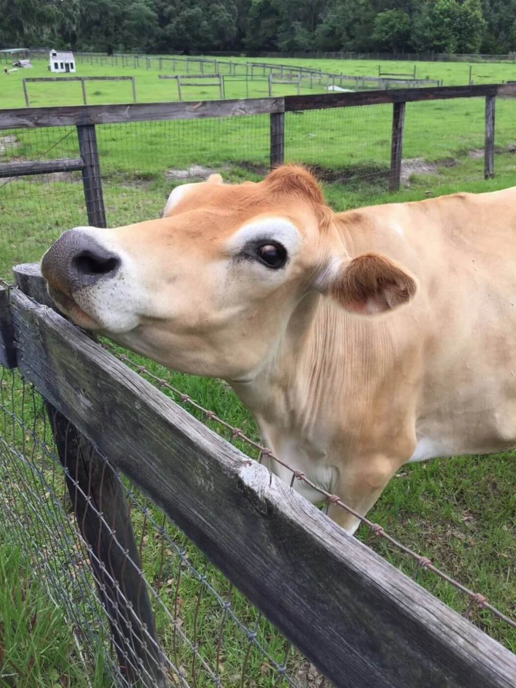 Beautiful and happy cow living freely on a sanctuary