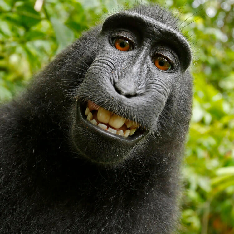 Selfie taken by the black macaque named Naruto