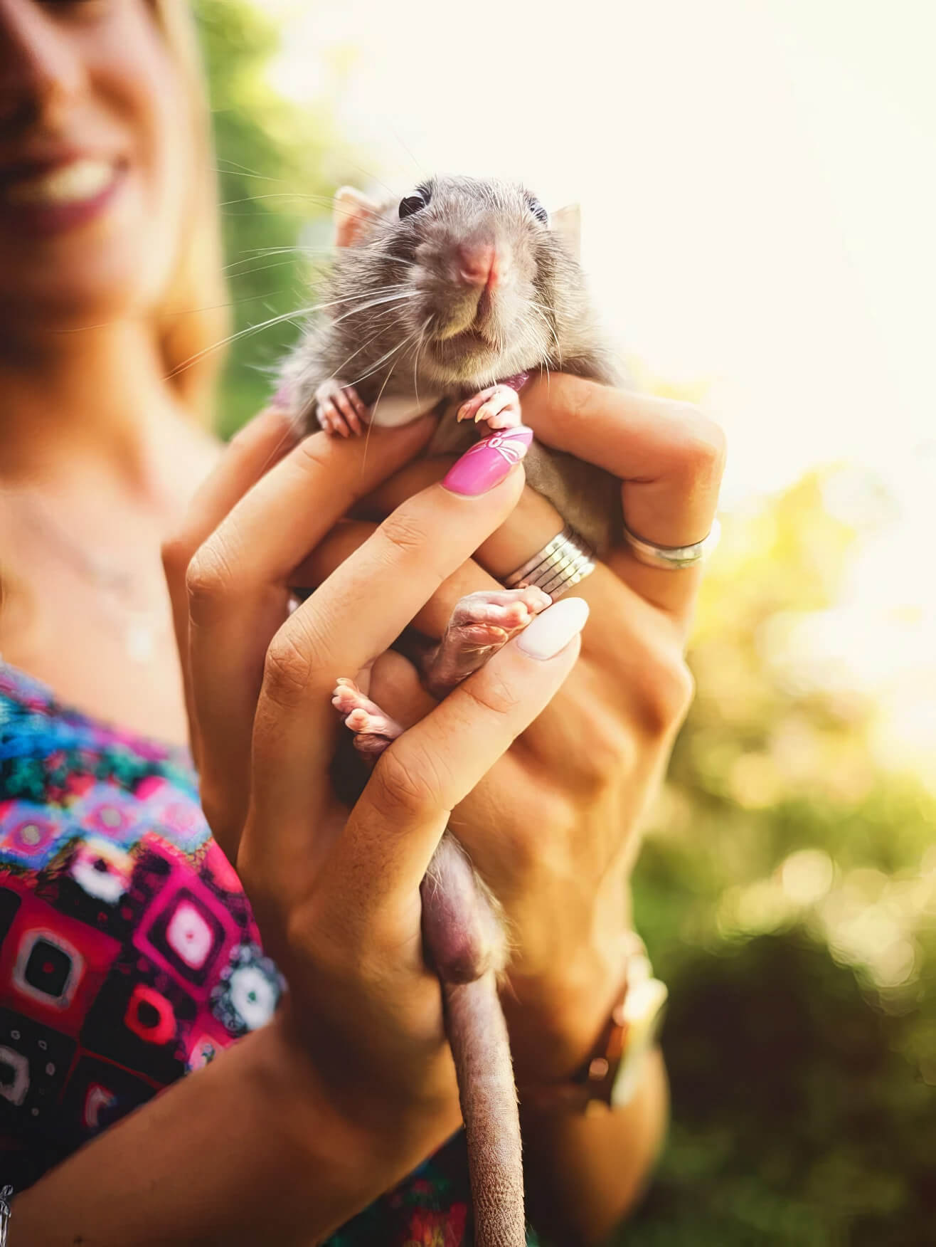 Close up of a rat held by a person.