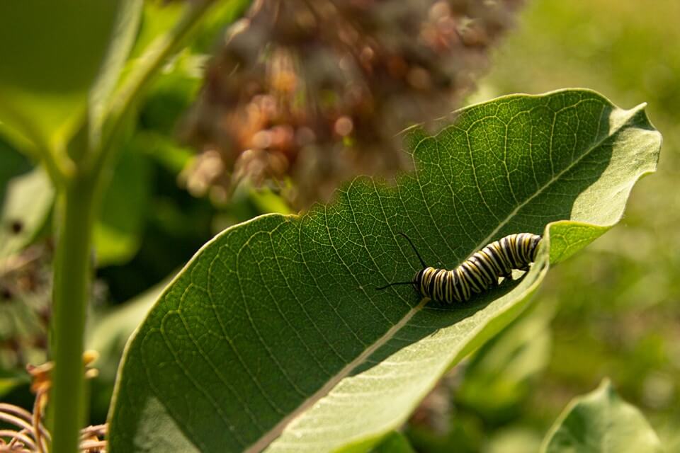 Monarch butterfly caterpillar on a green leaf