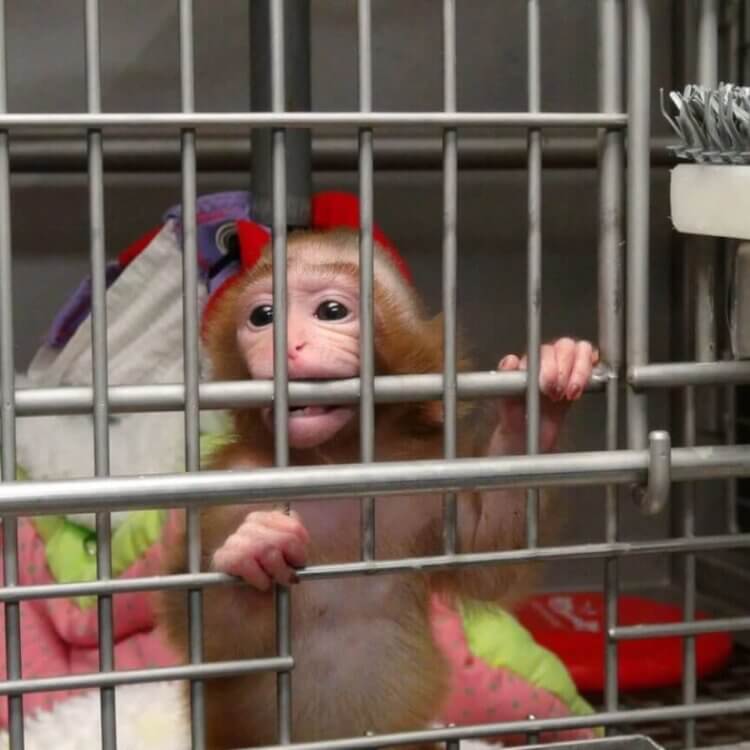 Baby monkey bites the bars of a metal cage