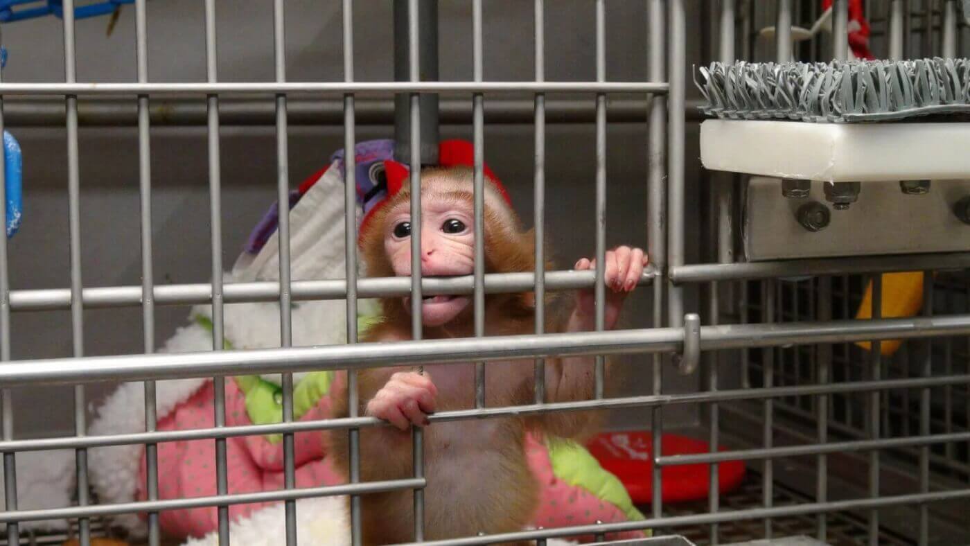 Baby monkey bites the bars of a metal cage