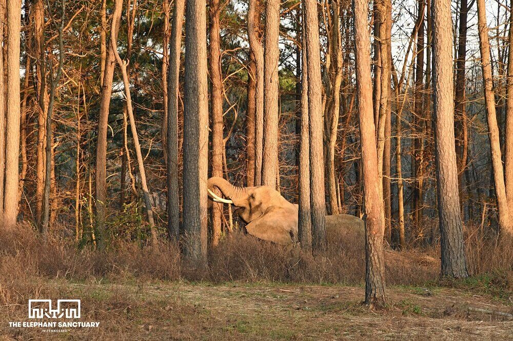 photo of rescued elephant Nosey thriving in her new sanctuary home in Tennessee at TES.