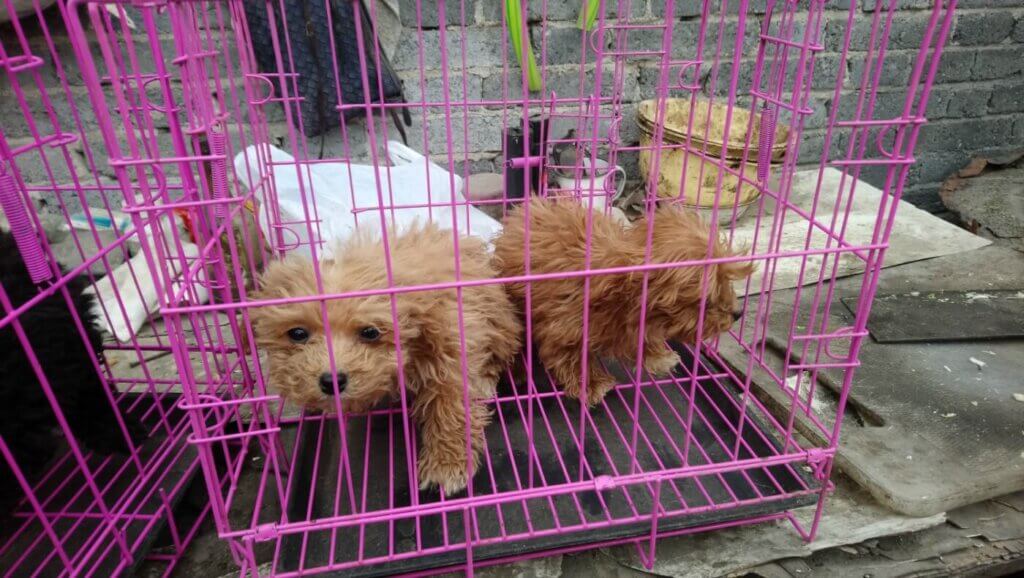 Two small dogs in wire crate at puppy mill