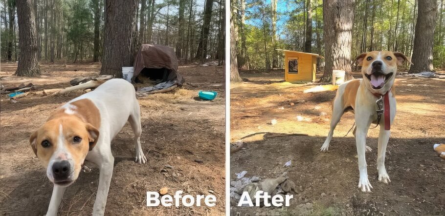 PETA fieldworkers spayed Puma and replaced her inadequate mess of a “shelter” with a custom-built wooden doghouse just in time to help protect her from the approaching summer heat and storms.
