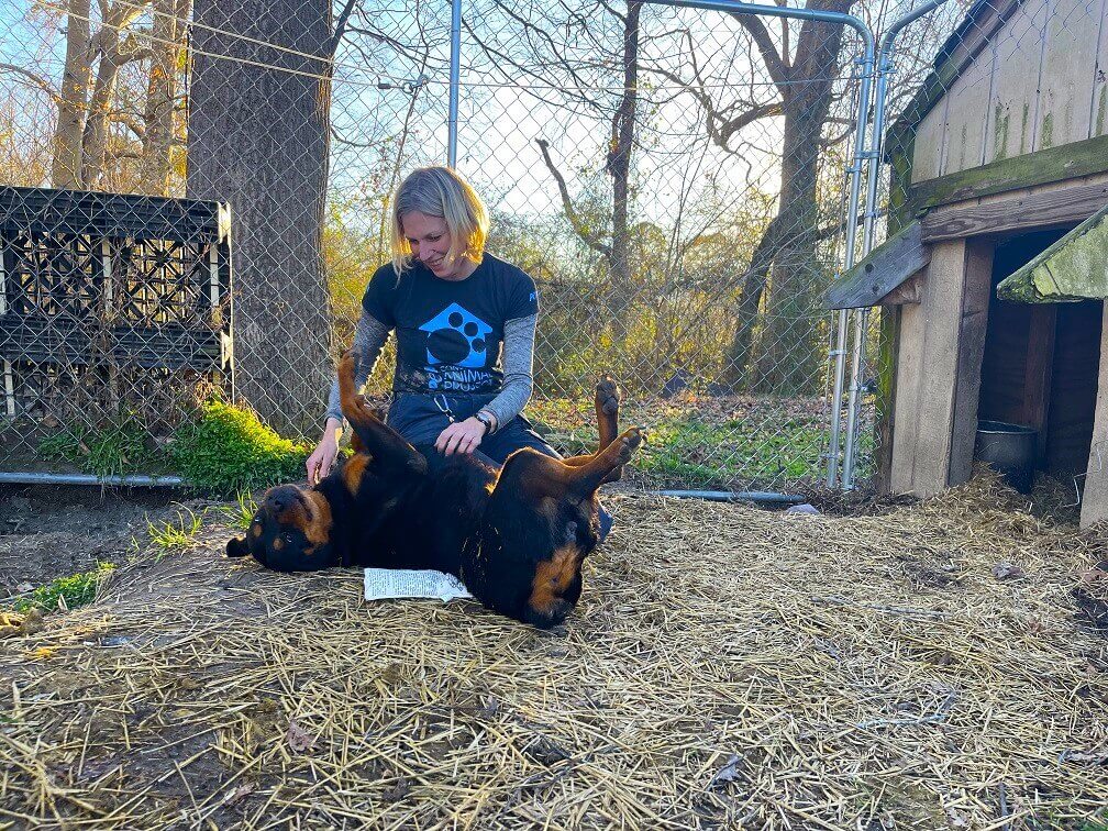 A dog named Reba happily rolls on her back for a tummy rub from a PETA fieldworker.