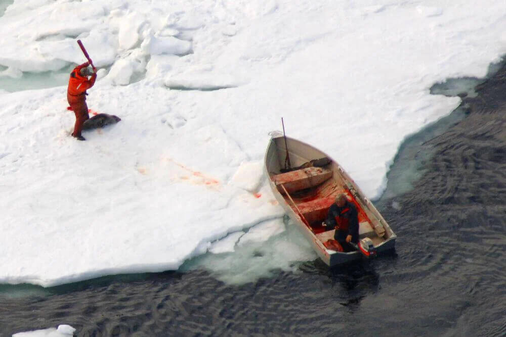 seal slaughter by clubbing, boat nearby