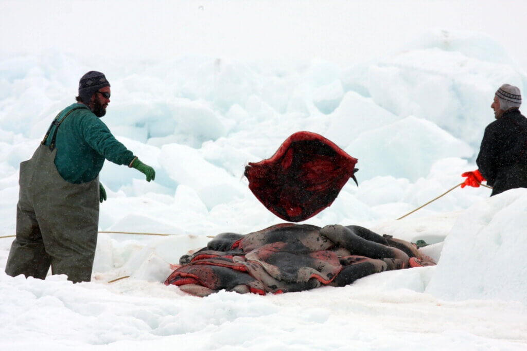 Canada Harp Seal Hunt 2009, hunters throw bodies into a pile
