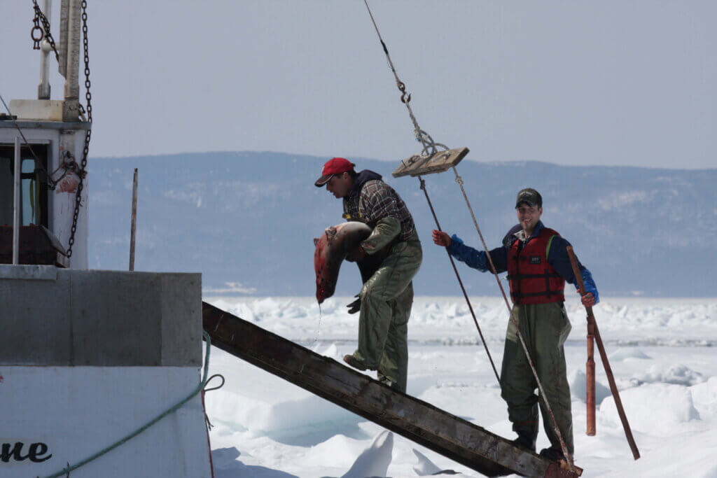 Canada Harp Seal Hunt 2009