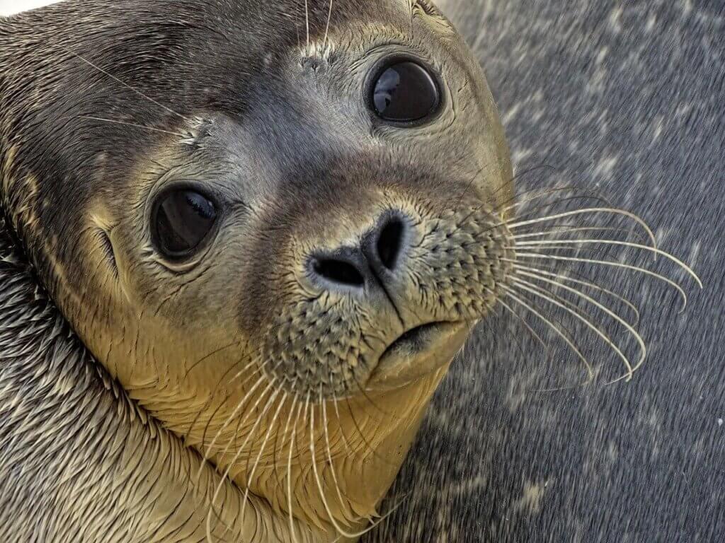 A seal looking up with a sad or worried gaze.