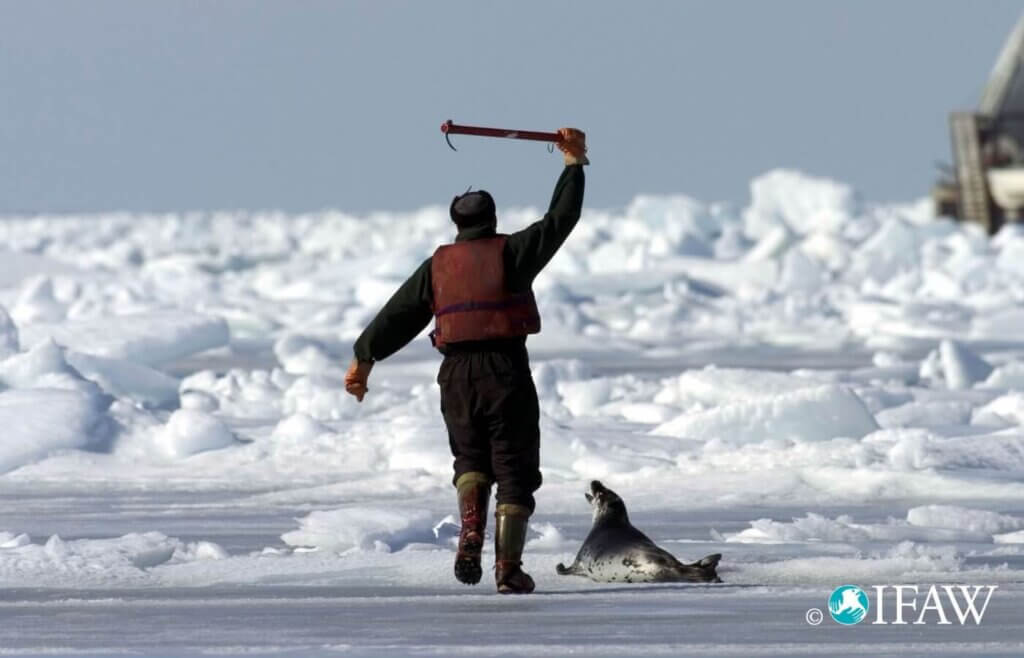 seal tries to flee as a hunter approaches with a club