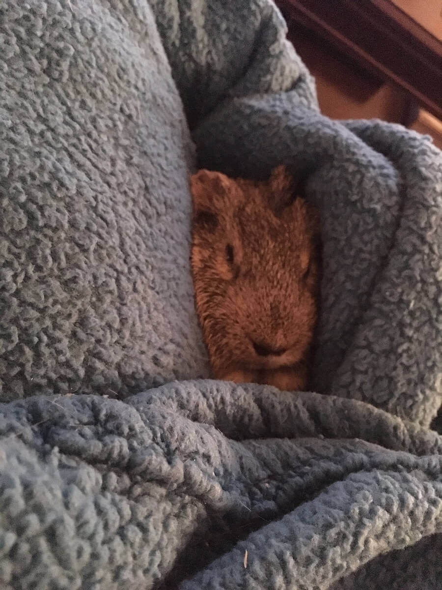 Duke, the Guinea pig, snuggling in a blanket