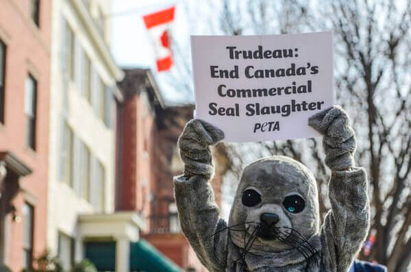 Protester in seal costume holding a sign that reads "Trudeau: End Canada's Commercial Seal Slaughter PETA"
