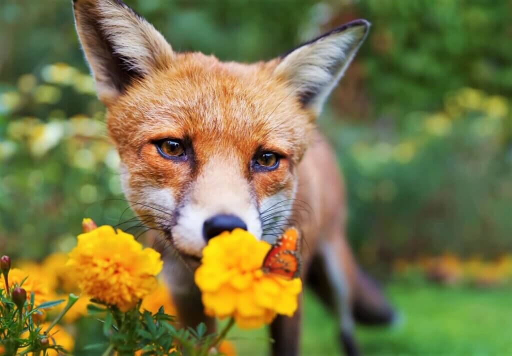 Red fox smelling flowers with a butterfly