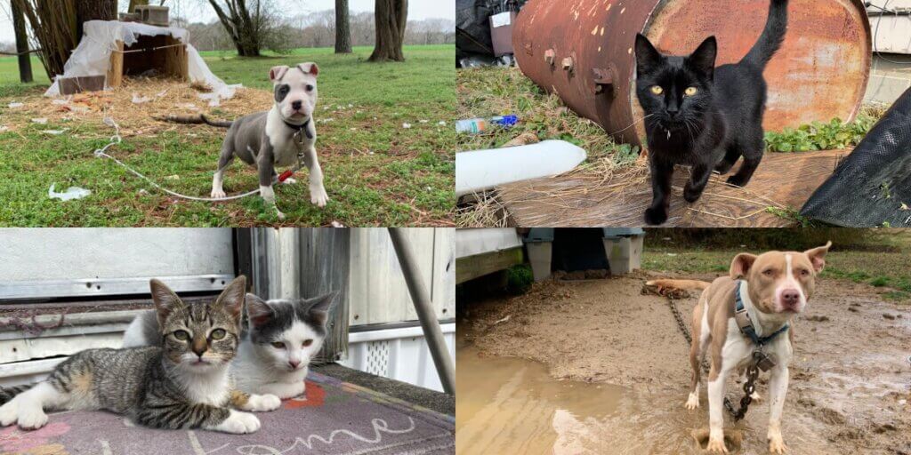 dogs on tethers and cats outside