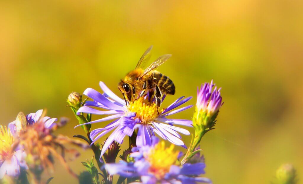 Bee collecting pollen or nectar while perched on a purple flower