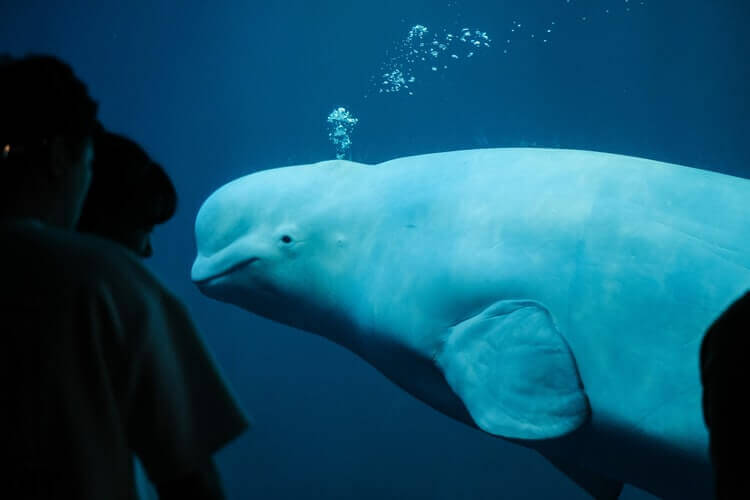 Humans staring at a Beluga whale in a tank at a marine park