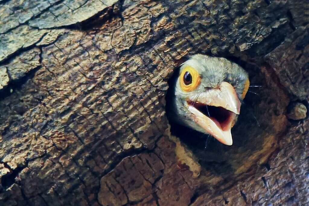 bird peaking out of a tree