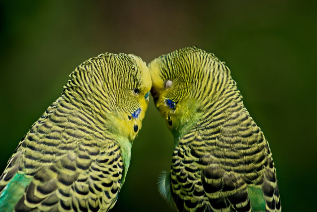 Two birds showing affection by rubbing their heads together
