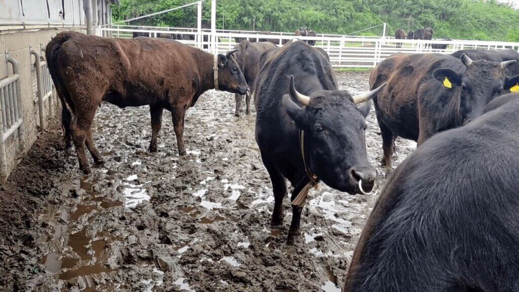 Bulls used for wagyu standing in a waste-filled lot