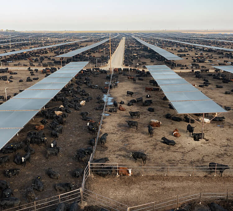 aerial photograph of fenced in cows on barren dirt lots extending to horizon