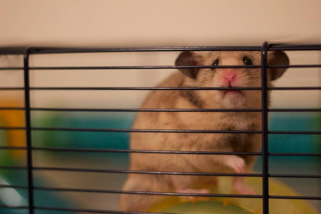 a hamster looks to camera, sad expression on his/her face