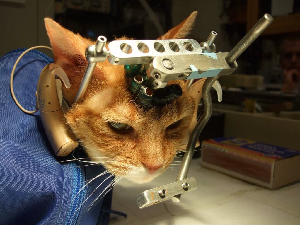 Cat used for experimentation